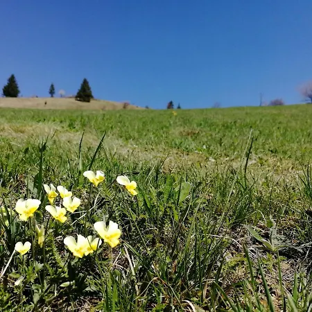 Golijski Dar Affittacamere Dajici