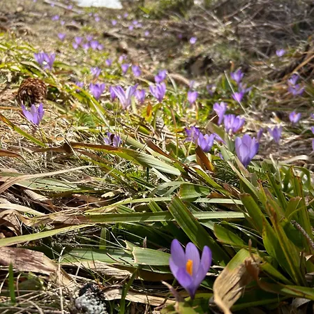 Affittacamere Golijski Dar 3*