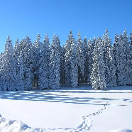 Golijski Dar 3* Dajici